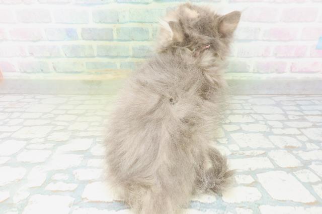 福島県のラガマフィン (Coo&RIKUいわき店/2026年8月9日生まれ/女の子/ブルーパッチドタビー)の子猫の4枚目の画像