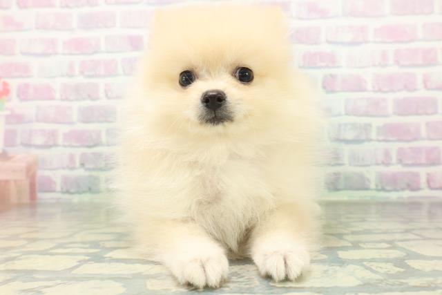 新潟県のポメラニアン (Coo&RIKU新潟東店/2026年8月5日生まれ/女の子/クリーム)の子犬の1枚目の画像