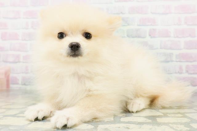 新潟県のポメラニアン (Coo&RIKU新潟東店/2026年8月5日生まれ/女の子/クリーム)の子犬の2枚目の画像