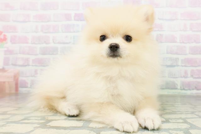新潟県のポメラニアン (Coo&RIKU新潟東店/2026年8月5日生まれ/女の子/クリーム)の子犬の3枚目の画像
