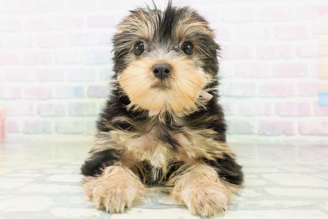 石川県のヨークシャーテリア (Coo&RIKU金沢店/2026年8月8日生まれ/女の子/スチールブルータン)の子犬の1枚目の画像