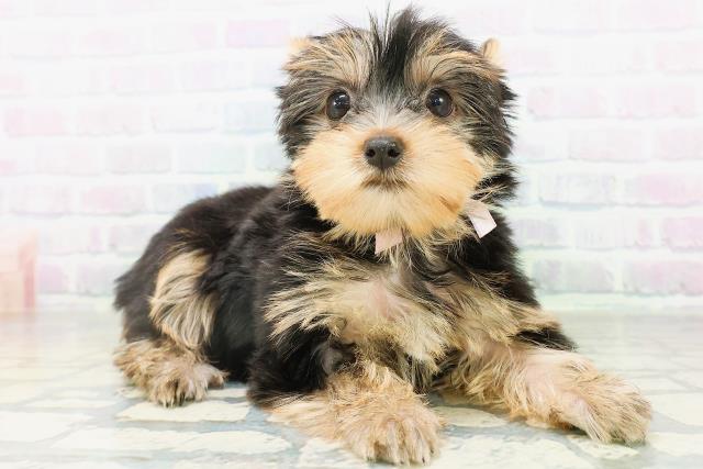石川県のヨークシャーテリア (Coo&RIKU金沢店/2026年8月8日生まれ/女の子/スチールブルータン)の子犬の3枚目の画像