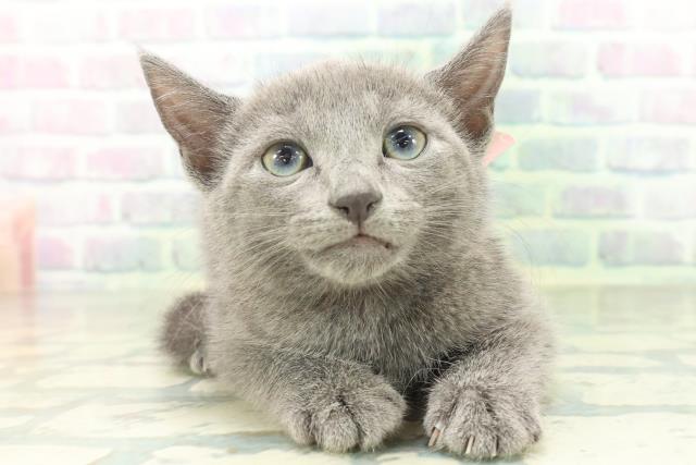 福井県のロシアンブルー (Coo&RIKU福井店/2026年8月2日生まれ/女の子/ブルー)の子猫の1枚目の画像