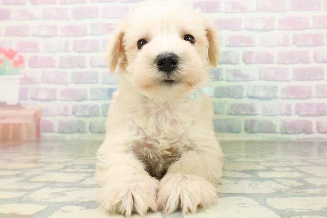 ミニチュア・シュナウザー