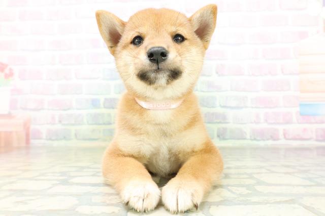 長野県の柴犬(標準サイズ) (Coo&RIKU綿半庄内店/2026年8月10日生まれ/女の子/赤)の子犬の1枚目の画像