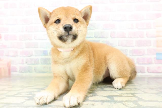 長野県の柴犬(標準サイズ) (Coo&RIKU綿半庄内店/2026年8月10日生まれ/女の子/赤)の子犬の2枚目の画像