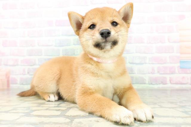 長野県の柴犬(標準サイズ) (Coo&RIKU綿半庄内店/2026年8月10日生まれ/女の子/赤)の子犬の3枚目の画像