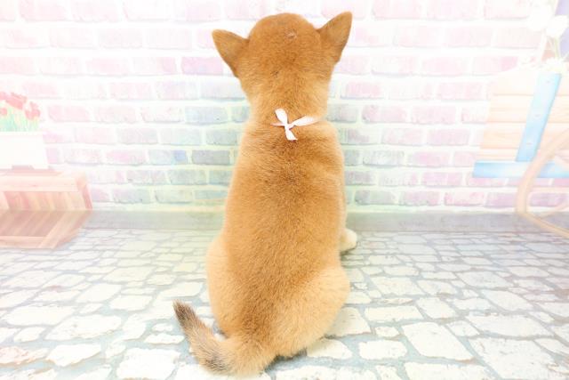 長野県の柴犬(標準サイズ) (Coo&RIKU綿半庄内店/2026年8月10日生まれ/女の子/赤)の子犬の4枚目の画像