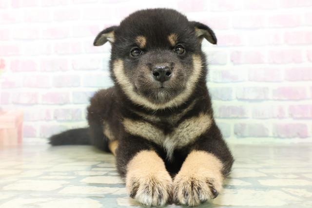 長野県の柴犬(標準サイズ) (Coo&RIKU綿半上田店/2026年8月11日生まれ/男の子/黒)の子犬の1枚目の画像