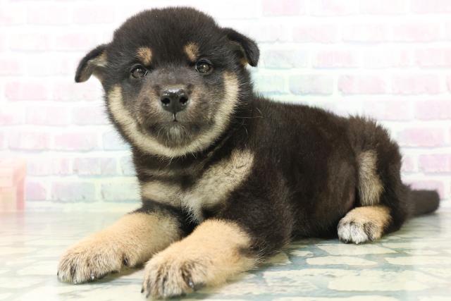長野県の柴犬(標準サイズ) (Coo&RIKU綿半上田店/2026年8月11日生まれ/男の子/黒)の子犬の2枚目の画像