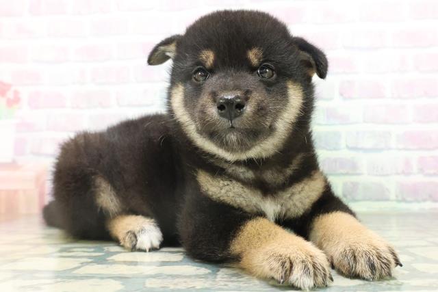 長野県の柴犬(標準サイズ) (Coo&RIKU綿半上田店/2026年8月11日生まれ/男の子/黒)の子犬の3枚目の画像