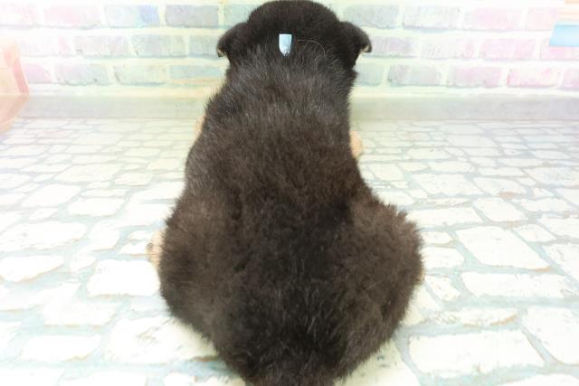 長野県の柴犬(標準サイズ) (Coo&RIKU綿半上田店/2026年8月11日生まれ/男の子/黒)の子犬の4枚目の画像