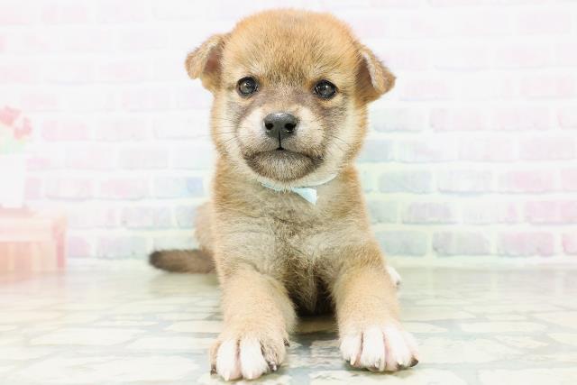 柴犬の子犬（メス♀） 旭川店 No.00767456｜ペットショップCoo＆RIKU