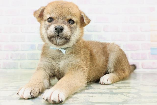 旭川市(北海道)の子犬|ペットミー
