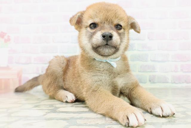 北海道の柴犬(標準サイズ) (Coo&RIKU旭川店/2026年8月11日生まれ/男の子/赤)の子犬の3枚目の画像