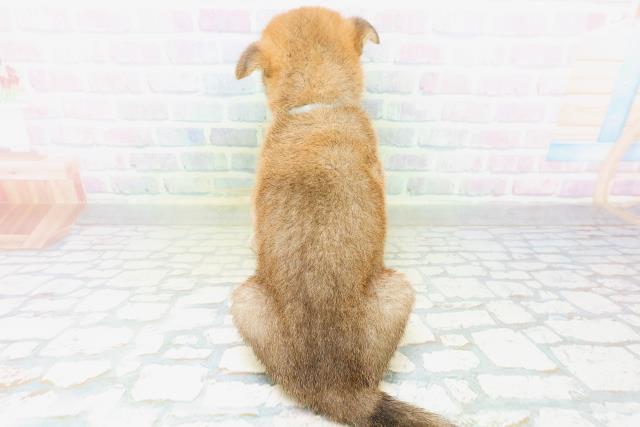 北海道の柴犬(標準サイズ) (Coo&RIKU旭川店/2026年8月11日生まれ/男の子/赤)の子犬の4枚目の画像