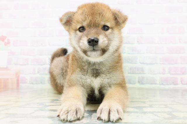 石川県の柴犬(標準サイズ) (Coo&RIKU金沢店/2026年8月11日生まれ/男の子/赤)の子犬の1枚目の画像