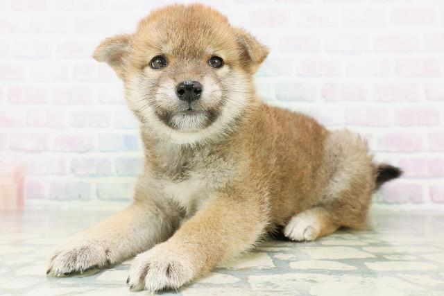 石川県の柴犬(標準サイズ) (Coo&RIKU金沢店/2026年8月11日生まれ/男の子/赤)の子犬の2枚目の画像