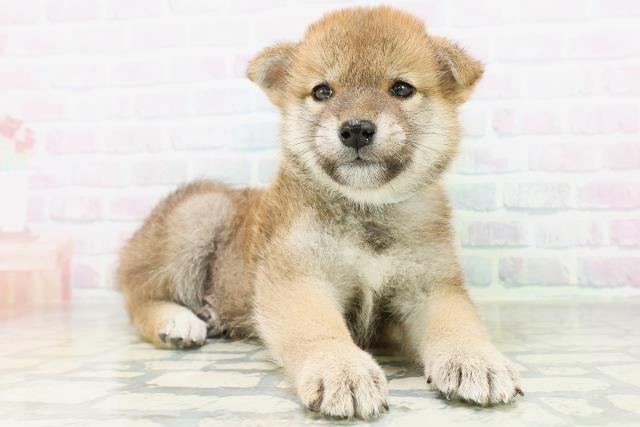 石川県の柴犬(標準サイズ) (Coo&RIKU金沢店/2026年8月11日生まれ/男の子/赤)の子犬の3枚目の画像