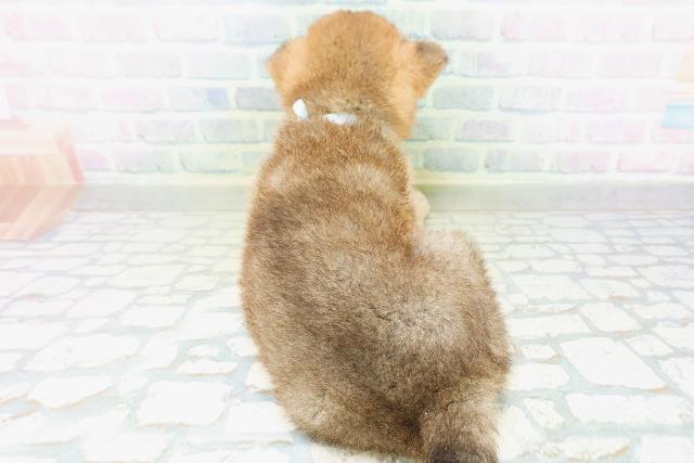 石川県の柴犬(標準サイズ) (Coo&RIKU金沢店/2026年8月11日生まれ/男の子/赤)の子犬の4枚目の画像