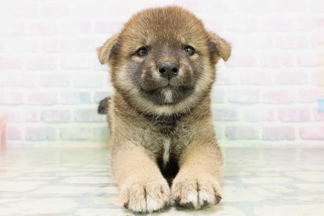 長野県の柴犬(標準サイズ) (Coo&RIKU松本店/2026年8月11日生まれ/女の子/赤)の子犬の1枚目の画像