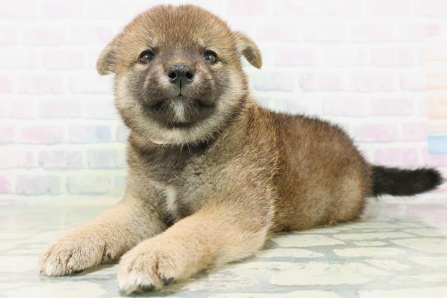 長野県の柴犬(標準サイズ) (Coo&RIKU松本店/2026年8月11日生まれ/女の子/赤)の子犬の2枚目の画像