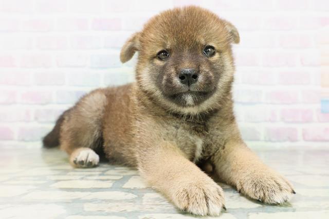 長野県の柴犬(標準サイズ) (Coo&RIKU松本店/2026年8月11日生まれ/女の子/赤)の子犬の3枚目の画像