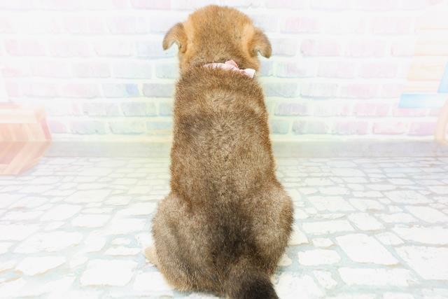 長野県の柴犬(標準サイズ) (Coo&RIKU松本店/2026年8月11日生まれ/女の子/赤)の子犬の4枚目の画像