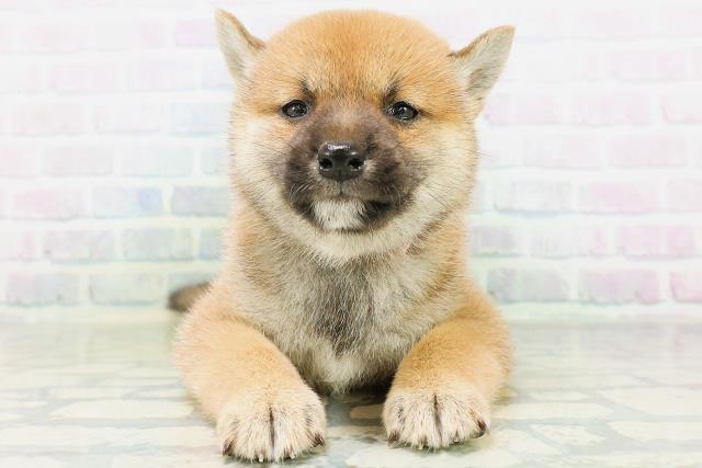 岡山県の柴犬(標準サイズ) (Coo&RIKU岡山店/2026年8月10日生まれ/女の子/赤)の子犬の1枚目の画像