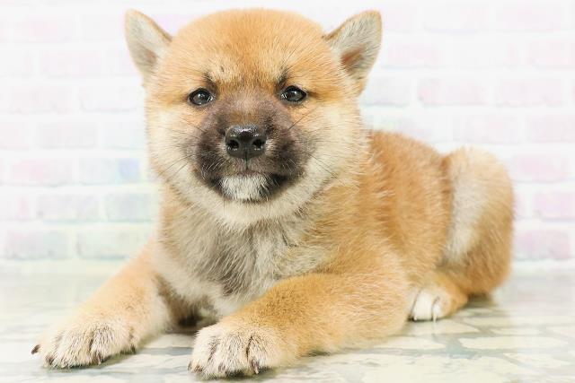 岡山県の柴犬(標準サイズ) (Coo&RIKU岡山店/2026年8月10日生まれ/女の子/赤)の子犬の2枚目の画像