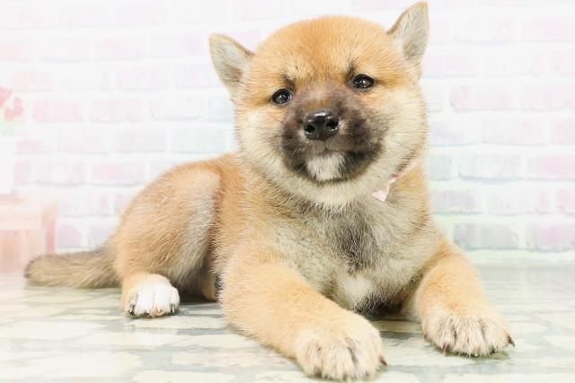 岡山県の柴犬(標準サイズ) (Coo&RIKU岡山店/2026年8月10日生まれ/女の子/赤)の子犬の3枚目の画像