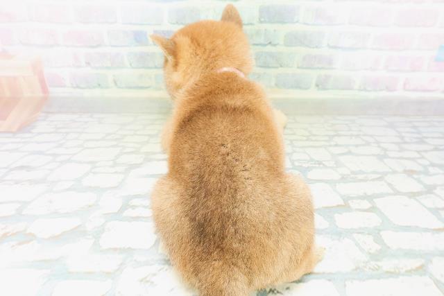 岡山県の柴犬(標準サイズ) (Coo&RIKU岡山店/2026年8月10日生まれ/女の子/赤)の子犬の4枚目の画像