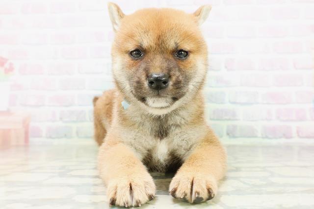 柴犬