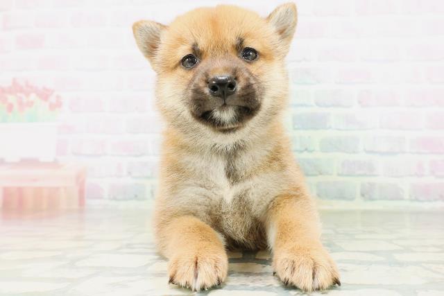 茨城県の柴犬(標準サイズ) (Coo&RIKU牛久店/2026年8月10日生まれ/男の子/赤)の子犬の1枚目の画像