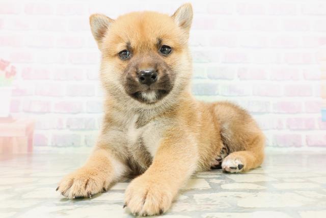 茨城県の柴犬(標準サイズ) (Coo&RIKU牛久店/2026年8月10日生まれ/男の子/赤)の子犬の2枚目の画像