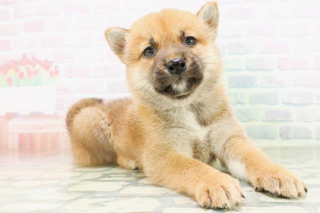 茨城県の柴犬(標準サイズ) (Coo&RIKU牛久店/2026年8月10日生まれ/男の子/赤)の子犬の3枚目の画像