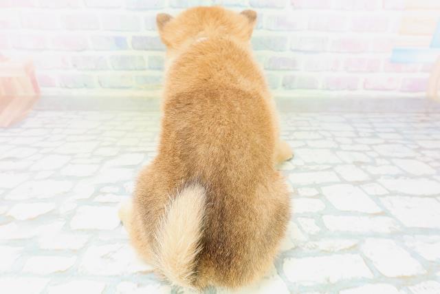茨城県の柴犬(標準サイズ) (Coo&RIKU牛久店/2026年8月10日生まれ/男の子/赤)の子犬の4枚目の画像