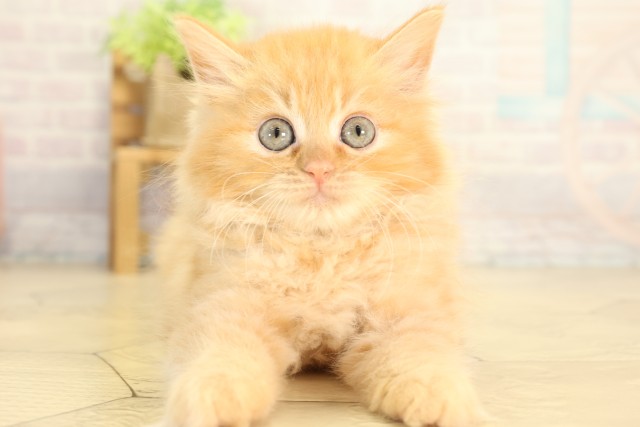 愛知県のラガマフィン (Coo&RIKU名古屋みなと店/2026年7月25日生まれ/男の子/レッドタビー)の子猫の1枚目の画像