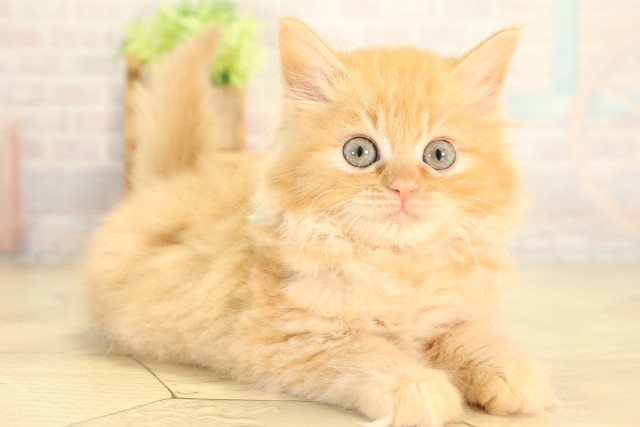 愛知県のラガマフィン (Coo&RIKU名古屋みなと店/2026年7月25日生まれ/男の子/レッドタビー)の子猫の2枚目の画像