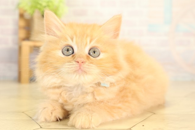 愛知県のラガマフィン (Coo&RIKU名古屋みなと店/2026年7月25日生まれ/男の子/レッドタビー)の子猫の3枚目の画像