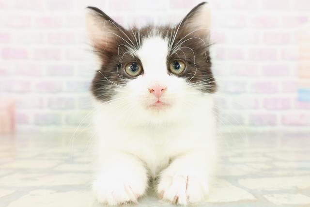 ノルウェージャン・フォレストキャット