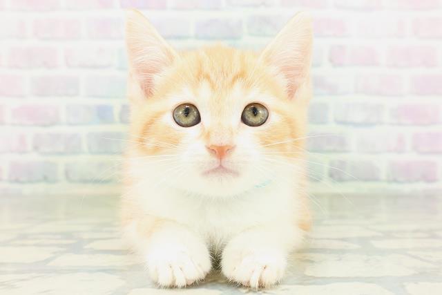 マンチカン(長足)