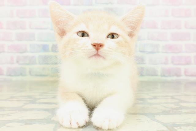 マンチカン(長足)