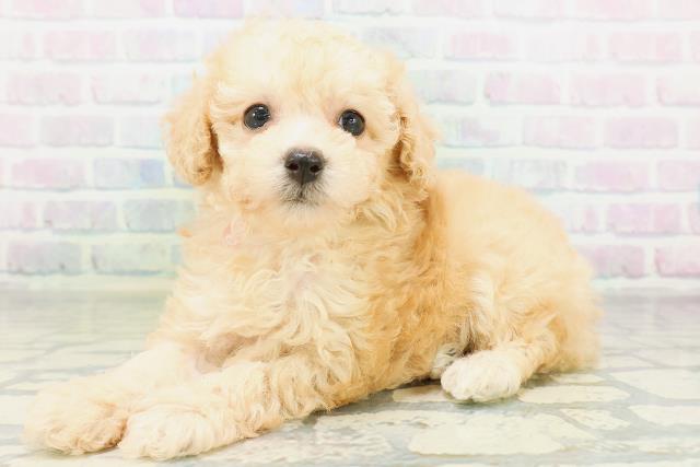 神奈川県のトイプードル(トイ) (Coo&RIKU横浜旭店/2026年8月12日生まれ/女の子/アプリコット)の子犬の2枚目の画像