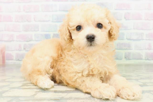 神奈川県のトイプードル(トイ) (Coo&RIKU横浜旭店/2026年8月12日生まれ/女の子/アプリコット)の子犬の3枚目の画像