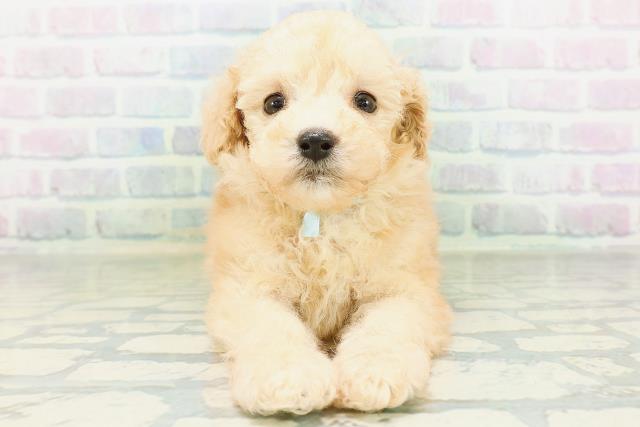 茨城県のトイプードル(トイ) (Coo&RIKU日立店/2026年8月12日生まれ/男の子/アプリコット)の子犬の1枚目の画像