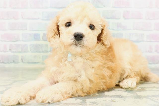 茨城県のトイプードル(トイ) (Coo&RIKU日立店/2026年8月12日生まれ/男の子/アプリコット)の子犬の2枚目の画像