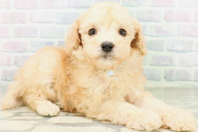 茨城県のトイプードル(トイ) (Coo&RIKU日立店/2026年8月12日生まれ/男の子/アプリコット)の子犬の3枚目の画像