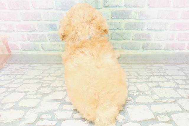茨城県のトイプードル(トイ) (Coo&RIKU日立店/2026年8月12日生まれ/男の子/アプリコット)の子犬の4枚目の画像
