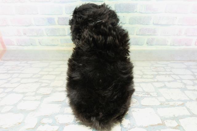 栃木県のトイプードル(トイ) (Coo&RIKU足利店/2026年8月12日生まれ/男の子/ブラック)の子犬の4枚目の画像
